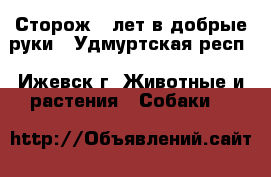 Сторож 5 лет в добрые руки - Удмуртская респ., Ижевск г. Животные и растения » Собаки   